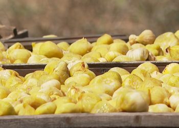 Berati ofron më shumë se vetëm ullinj! Një fermer nga Roshniku zbulon se si emigracioni e çoi në kultivimin e fiqve të veçantë.