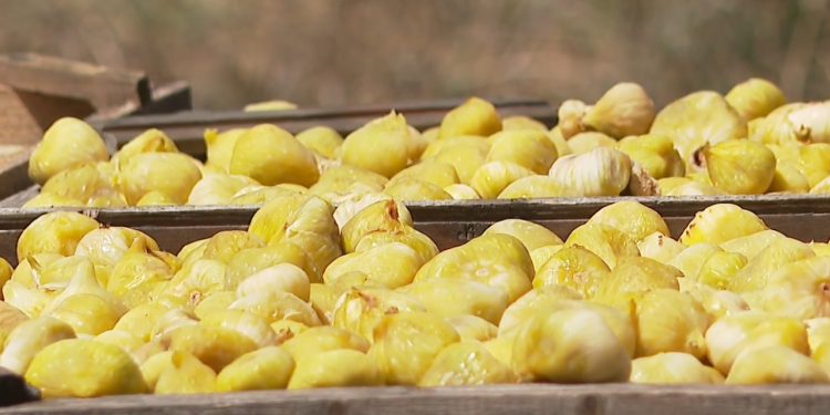 Berati ofron më shumë se vetëm ullinj! Një fermer nga Roshniku zbulon se si emigracioni e çoi në kultivimin e fiqve të veçantë.