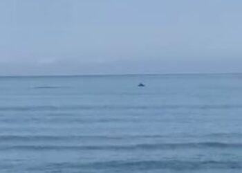 Delfinët shfaqen në bregdetin e Darzezës, turistët befasohen nga pamjet unike