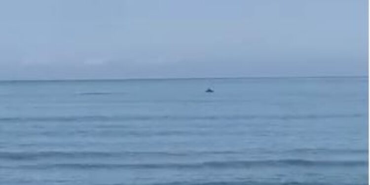 Delfinët shfaqen në bregdetin e Darzezës, turistët befasohen nga pamjet unike