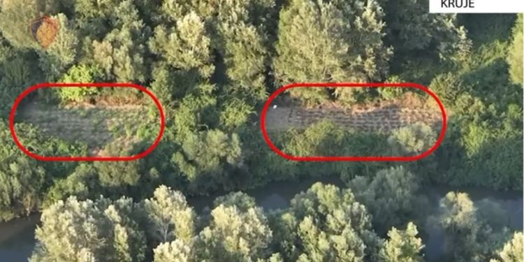 Dronët zbulojnë plantacionin e kanabisit në Thumanë, arrestohet një 32-vjeçar.