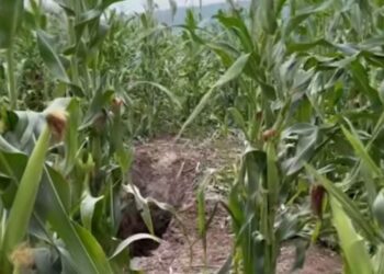 Enver Bajraktari i vrarë dhe i groposur në Lipjan, ndalohet i dyshuari për krimin