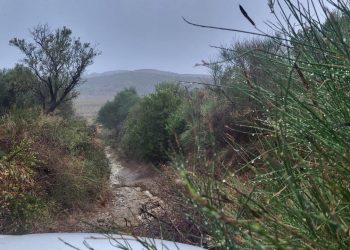 Erërat rrëzojnë një pemë dhe bllokojnë çiftin ukrainas në Zvërnec, ndërsa forcat zjarrfikëse shkojnë për të hapur rrugën.