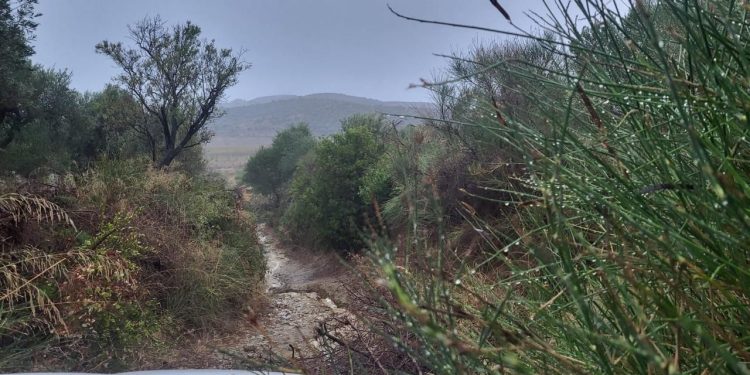 Erërat rrëzojnë një pemë dhe bllokojnë çiftin ukrainas në Zvërnec, ndërsa forcat zjarrfikëse shkojnë për të hapur rrugën.