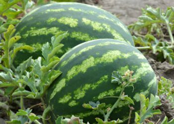 “Fermeri i kthyer nga emigrimi për të investuar në vendlindje has vështirësi me shitjen e të korrave”