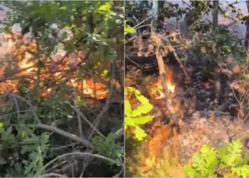 Flakët përfshijnë pyllin në Devoll, zjarrfikësit dhe ekipet e ndihmës në terren punojnë për shuarjen e tyre.