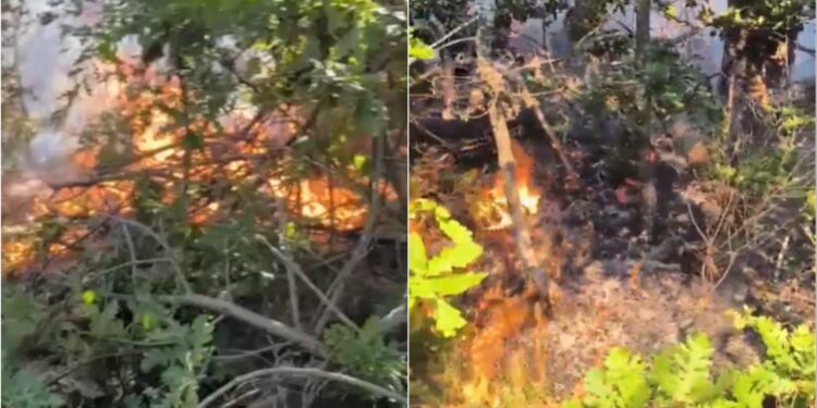 Flakët përfshijnë pyllin në Devoll, zjarrfikësit dhe ekipet e ndihmës në terren punojnë për shuarjen e tyre.