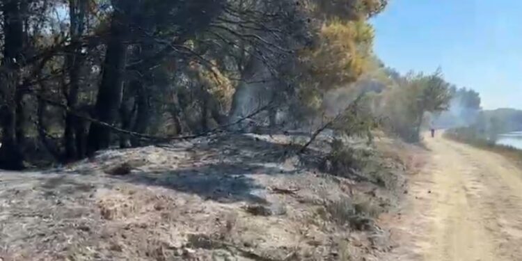 Flakët rifillojnë në pyllin e Poros në Vlorë, digjen një sipërfaqe e madhe me pisha.