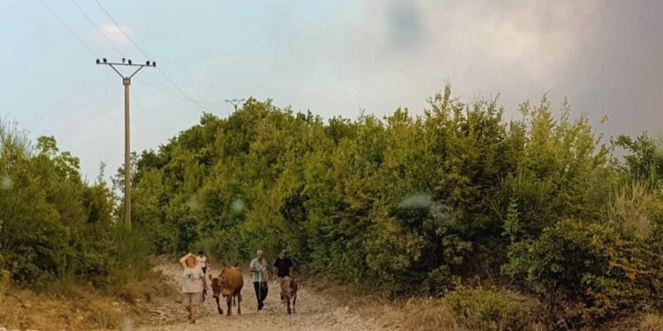 Fotolajm/ Me lot në sy… banorët evakuohen bashkë me kafshët, ndërsa zjarri ‘shkatërron’ fshatin në Gramsh.