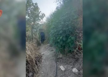 Gjenihet 77 bimë kanabisi në Mallakastër, arrestohet një burrë 58-vjeçar.