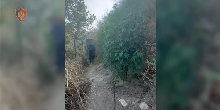 Gjenihet 77 bimë kanabisi në Mallakastër, arrestohet një burrë 58-vjeçar.