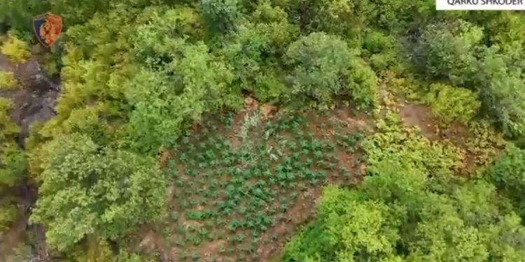 Gjenden dhe asgjësohen mbi 16 mijë bimë narkotike në Shkodër, sekuestrohen edhe 320 kg degë kanabisi me boçe të prera, kultivuesit ende nuk dihen