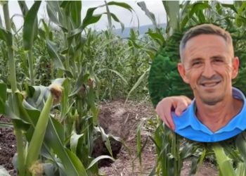 Dalin PAMJET nga vendi ku u gropos Enver Bajraktari/ Trupi u gjet në një arë të mbjellë me misër, 1 km larg banesës