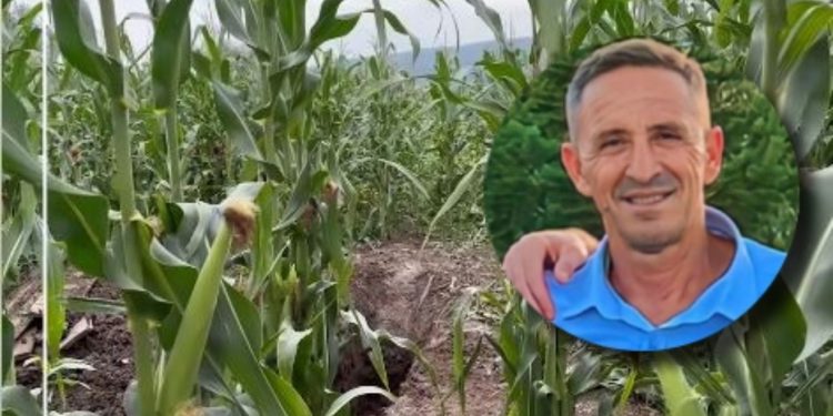 Dalin PAMJET nga vendi ku u gropos Enver Bajraktari/ Trupi u gjet në një arë të mbjellë me misër, 1 km larg banesës