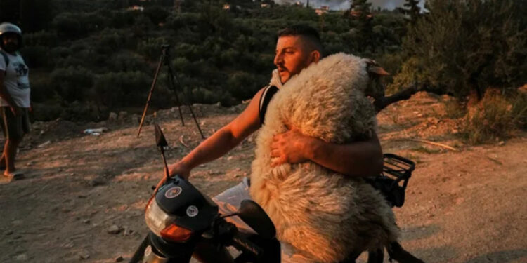 U bë viral teksa shpëtonte delen nga flakët/ 33-vjeçari shqiptar për mediat greke: Kam shpëtuar shumë kafshë! Çmendem me njerëzit që ikin dhe i lënë qentë të lidhur