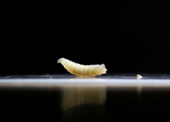 Paraziti vdekjeprurës mishngrënës zbulohet për herë të parë tek një person në SHBA