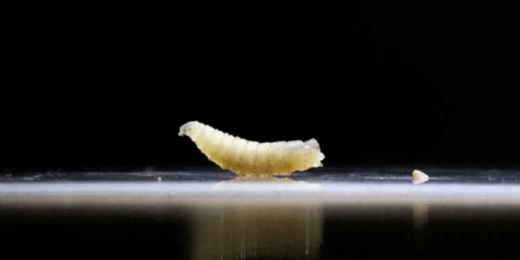 Paraziti vdekjeprurës mishngrënës zbulohet për herë të parë tek një person në SHBA