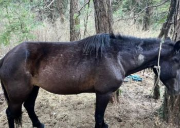 Identifikohet autori që qëlloi 22 kuaj në Parkun e Llogarasë, nis hetimi për 55-vjeçarin.