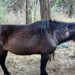 Identifikohet autori që qëlloi 22 kuaj në Parkun e Llogarasë, nis hetimi për 55-vjeçarin.