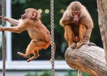 Indinjatë në Gjermani për kopshtin zoologjik që vrau 12 babuinë dhe i hodhi te luanët.