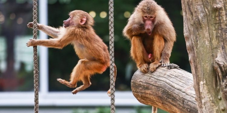 Indinjatë në Gjermani për kopshtin zoologjik që vrau 12 babuinë dhe i hodhi te luanët.