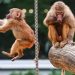 Indinjatë në Gjermani për kopshtin zoologjik që vrau 12 babuinë dhe i hodhi te luanët.