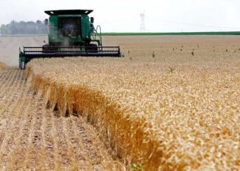 Klima ndikon në zhvendosjen e kultivimit të grurit nga Lushnja në Korçë