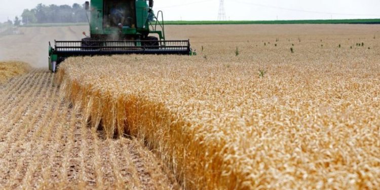 Klima ndikon në zhvendosjen e kultivimit të grurit nga Lushnja në Korçë