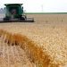 Klima ndikon në zhvendosjen e kultivimit të grurit nga Lushnja në Korçë