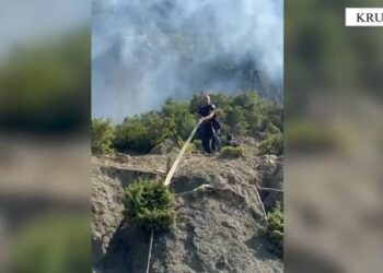 Krujë: 19-vjeçari arrestohet pas djegies së ullishtave të fqinjëve për shkaqe pronësie