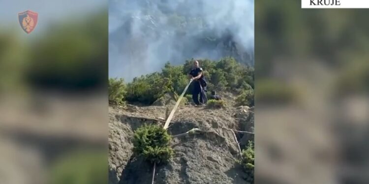 Krujë: 19-vjeçari arrestohet pas djegies së ullishtave të fqinjëve për shkaqe pronësie