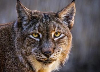 Kryetarët e kopshtit zoologjik në Danimarkë kanë bërë një apel publik: "Nëse nuk e doni më kafshën tuaj shtëpiake, mund ta përdorim si ushqim për grabitqarët."