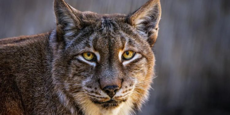 Kryetarët e kopshtit zoologjik në Danimarkë kanë bërë një apel publik: "Nëse nuk e doni më kafshën tuaj shtëpiake, mund ta përdorim si ushqim për grabitqarët."