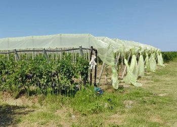 Mbështetje për fermerët: Ata po regjistrohen për skemat e ndihmës financiare për aktivitetet bujqësore.