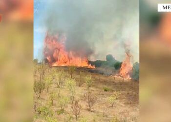 Memaliaj: Autor i zjarrit arrestohet pas djegies së tre banesave dhe 400 pemëve