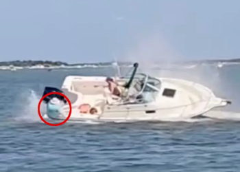 New Jersey: Një grua shpëton pas një balene që e hodhi në ujë nga varka e saj