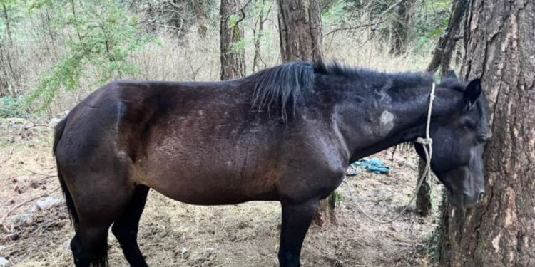 Ngjarje e Trishtueshme! 22 kuaj qëllohen me armë në Dukat–Llogara, dyshohen për konkurrencë mes pronarëve të guidave.