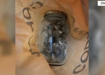 Operacioni antidrogë në Livadhë përfundon, arrestohet 28-vjeçari për tregti me kokainë dhe kanabis në zonat turistike.