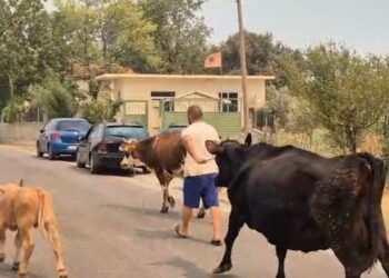 Pamje prekëse! Banorët e Gramshit nxjerrin lopët dhe bagëtitë për t'i shpëtuar nga zjarret.