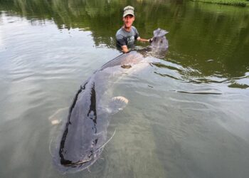 Peshkatari në Republikën Çeke kap një peshk-mustak me gjatësi prej 2.68 metrash