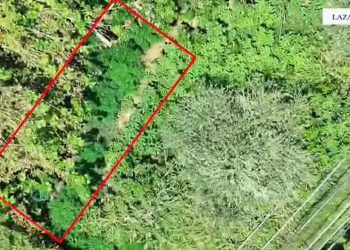 Policia kap autorin në Lazarat që po kultivonte 48 bimë narkotike në oborrin e shtëpisë së tij.