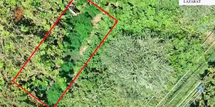 Policia kap autorin në Lazarat që po kultivonte 48 bimë narkotike në oborrin e shtëpisë së tij.