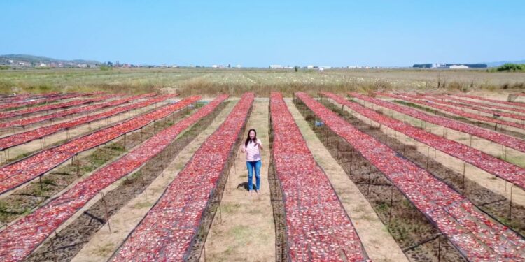 Recetat e gjysheve si antipastë: Domatja e thatë, nga Shqipëria në tregjet e Italisë