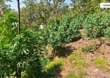 Rreth 2000 bimë kanabisi të zbuluara dhe shkatërruara në Shkodër, tre kryetarë fshatrash nën akuza penale