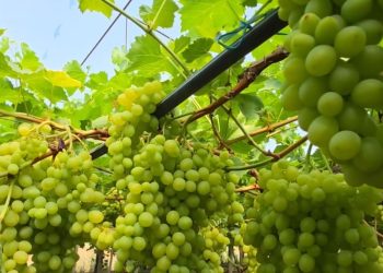 Serrat godet në Patos! Fermerët adaptojnë kultivimet për shkak të mungesës së punëtorëve.