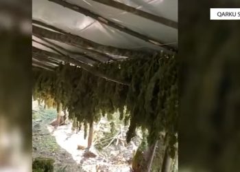 Shkodër: Zbulohet mbi 16 mijë bimë kanabisi dhe 320 kg në fazën e tharjes! Askush nuk është arrestuar.