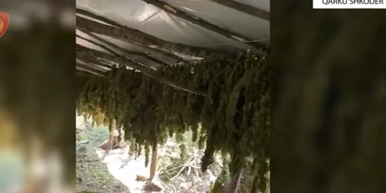 Shkodër: Zbulohet mbi 16 mijë bimë kanabisi dhe 320 kg në fazën e tharjes! Askush nuk është arrestuar.