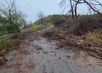 Stuhia shkakton shkuljen e disa pemëve në rrugën Fier-Cakran, qarkullimi bllokohet për disa minuta.