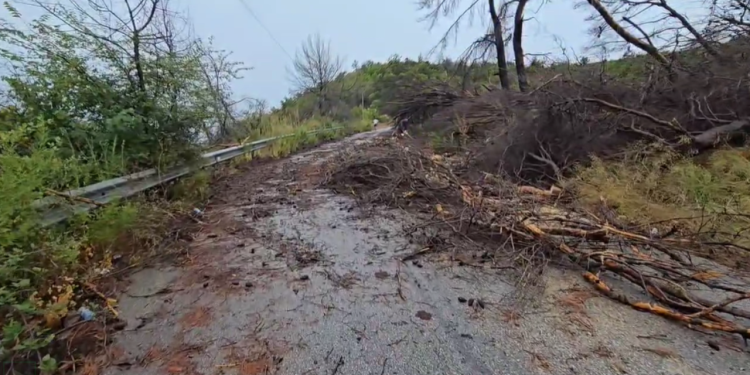 Stuhia shkakton shkuljen e disa pemëve në rrugën Fier-Cakran, qarkullimi bllokohet për disa minuta.