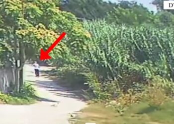 Tre persona të arrestuar në Fier dhe Lushnje për zjarrvënie të qëllimshme, rrezikohen banesat dhe sipërfaqet e gjelbra.